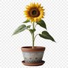 Large PNG Flower Pot Decoration A large, high-resolution image of a single sunflower in a flower pot, suitable for commercial or personal use.