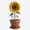 Single Sunflower in Pot on Clear Background A high-resolution, transparent PNG image of a single sunflower in a flower pot on a clear background.