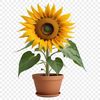 Tall Flower with Dark Center A close-up photo of a tall sunflower with bright yellow petals and dark center, set against a clear background.