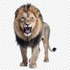Transparent Image of a Lion Roaming Free Large transparent PNG image of a lion in natural habitat.