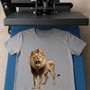 A large, majestic African lion standing on grasslands, suitable for commercial or personal projects.
