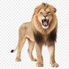 A high-resolution transparent PNG image of a majestic lion in a clear background.