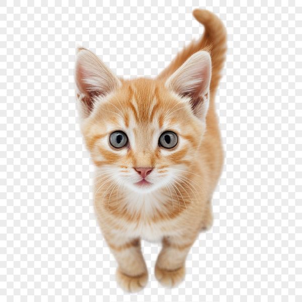 Transparent Kitten Icon A small, adorable kitten with a clear transparent background, suitable for sublimation and print.