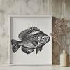 Detailed Vector Illustration of a Crappie's Body Structure Close-up vector design of a Crappie's full body, highlighting its distinctive features and anatomy.