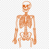 Free Skeleton Decal In PNG For Free Download