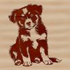 Fluffy Australian Shepherd Portrait A portrait of a fluffy Australian Shepherd sitting on its haunches.