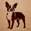 Boston Terrier Clip Art A small standing dog breed with short coat and distinctive markings.