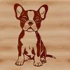 Cute Canine Companion A sitting Boston Terrier breed dog with cute facial features and floppy ears.