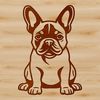 Cute Sitting Dog Breed A sitting French Bulldog breed dog with a distinctive appearance.