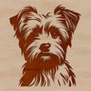 A small, adorable dog with a Morkie breed-specific head shape.