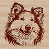 A realistic illustration of a Shetland sheepdog's head, suitable for use in graphic design projects.