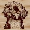 Image of a cute Shih Tzu dog breed with its head turned slightly.