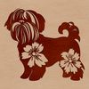 A small, fluffy dog breed with a long coat, standing on all fours.