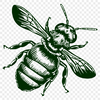 Bee Vector Illustration In SVG, PNG, PDF And DXF File Formats