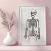 Free Skeleton Decal In PNG For Free Download