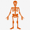 Standing Skeleton Illustration - Free PDF