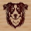 A portrait of a medium-sized Australian Shepherd with a distinctive head shape and coat pattern.