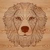 Australian Shepherd dog breed profile illustration with intricate details.