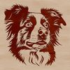 Illustrated portrait of a purebred Australian Shepherd dog breed with a distinctive head shape.