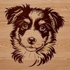 A breed-specific illustration of a Australian Shepherd dog's head in vector format.
