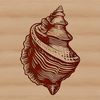 Seaside decoration inspiration Seashell illustration for seaside vacation decoration and design.