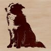 Illustrated Aussie Dog Breed Vector Art Australian Shepherd dog breed sitting in a pose, illustrated as vector art.