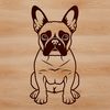 A sitting Boston Terrier breed dog animal with bold features and floppy ears.