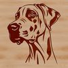 Majestic Great Dane Face Illustration Vector illustration of a Great Dane's facial features.