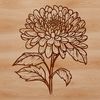 Chrysanthemum Plant Vector Art A detailed illustration of a single chrysanthemum flower in various stages of growth.