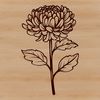 Beautiful Hand-Drawn Chrysanthemum Flower An intricate, hand-drawn design featuring a single large Chrysanthemum blossom with layered petals.