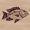 A watercolor-style illustration of a freshwater crappie fish, highlighting its distinctive markings and fins.