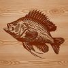 A detailed illustration of a wild Crappie fish with its distinctive features.
