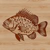 A detailed vector illustration of a Crappie fish, suitable for digital designs and craft projects.