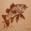 A detailed illustration of a freshwater fish species, with vibrant colors and intricate design features.