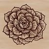 A succulent plant with thick fleshy leaves, often found in desert environments.