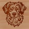 Distinctive Fido Face An Australian Shepherd dog with a distinctive head shape and floppy ears.