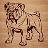 Cute Bulldog Breed Image A standing bulldog breed dog with a wrinkled face and stout body.