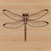 Illustrated vector dragonfly graphic