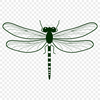 Colorful Insect Illustration in Vector Format A colorful illustration of a dragonfly in vector format