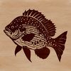 A detailed illustration of a wild Crappie fish, suitable for vector design and cutting machine stencils.