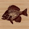 A detailed illustration of a Crappie fish in a vector format.