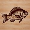 Vector illustration of a crappie fish in a natural environment.