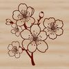 A delicate cherry blossom flower in full bloom, against a white background.