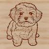 Curly Coat Canine Vector Image A small white dog with a curly coat sitting on the floor.