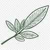A vector graphic representation of a simple leaf shape with clean lines and curves.