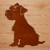 A small breed dog with a distinctive beard and eyebrows sitting on its haunches.