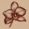 Vector illustration of a delicate orchid flower in bloom, suitable for graphic design and digital art projects.