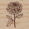 A stylized illustration of a chrysanthemum flower in bloom, suitable for gardening and floral design projects.