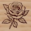 Beautiful Rose Illustration in Various Growth Stages A detailed illustration of a single rose in various growth stages, suitable for gardening or tattoo design.