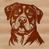 Illustration of a Rottweiler's head, vector graphics.